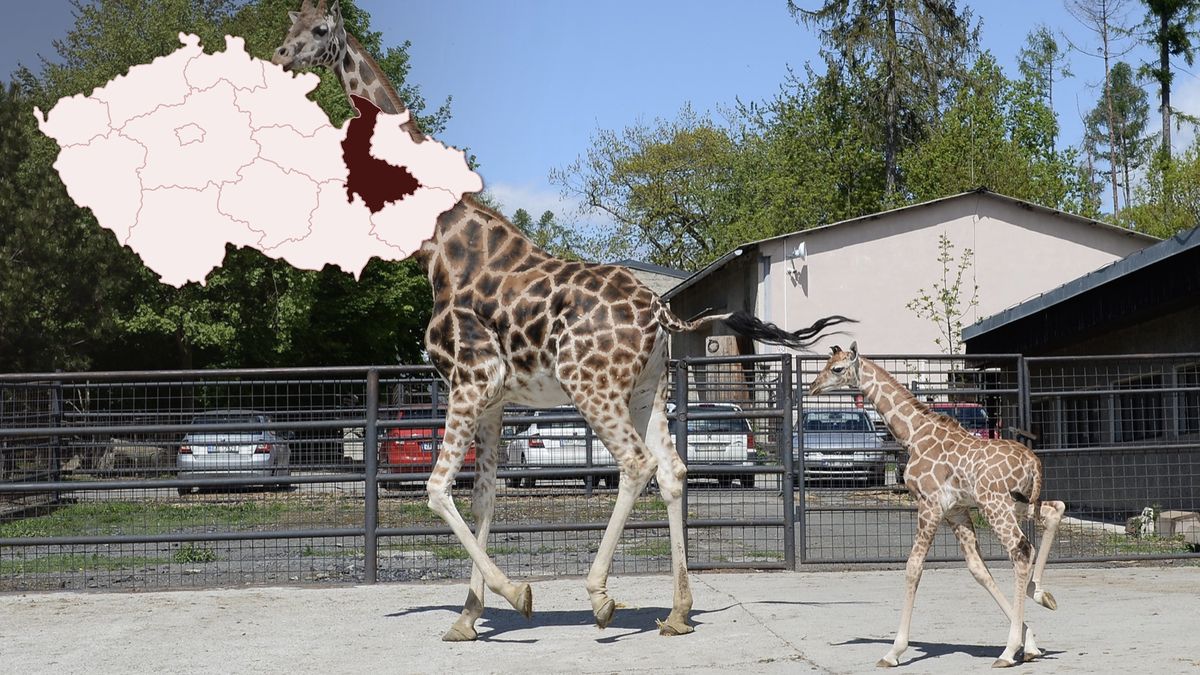 Žirafí mládě po porodu spadlo do pečlivě připravené podestýlky